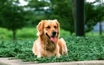 Golden Retriever Animal Wallpaper
