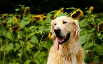 Golden Retriever Hunting HD Wallpaper
