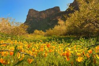 Arizona Spring Wildflowers Tucson Re