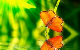 Birds Butterflies Cute Wallpaper