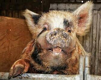 Ugly And Disturbing Animals