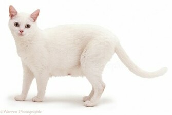 White Cat Background Jpg
