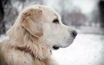 Labrador Retriever HD Wallpaper