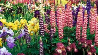 Cool Flower Wallpaper