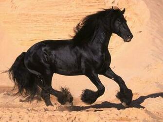 Black Horse Pictures