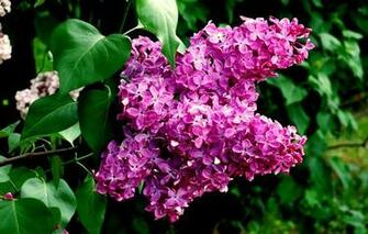 Wallpaper Flowers Lilac Macro Branch Leaves