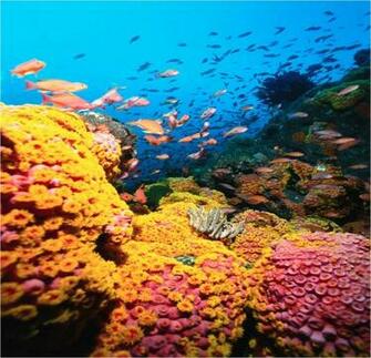 Coral Reef HD Wallpaper
