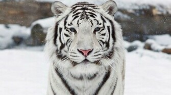 White Tiger Face