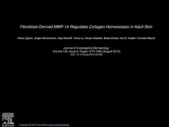 Fibroblast Derived Mmp Regulates Collagen Homeostasis In Adult