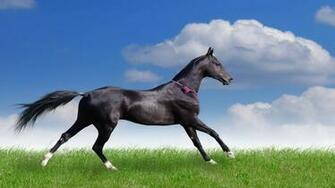 Teke Horse Wallpaper HD Windows