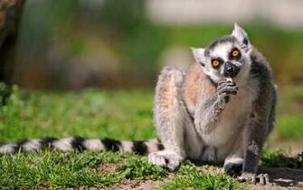 Lemur Desktop Wallpaper