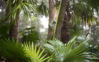 Tropical Rainforest Wallpaper
