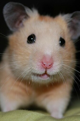 Cute Hamster Wallpaper iPhone