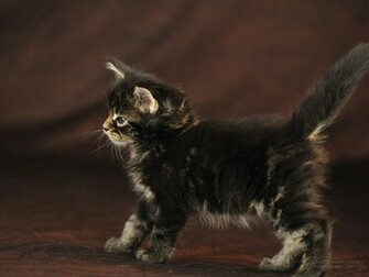 Maine Coon Cats Desktop Wallpaper X Photos Of