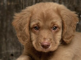 Sad Puppy Puppies Wallpaper