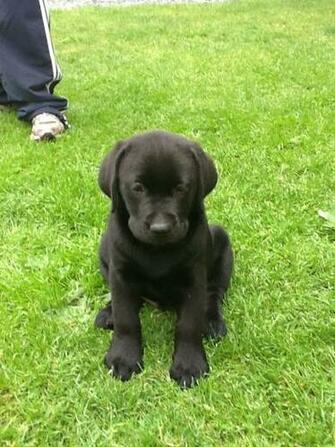Black Labrador Retriever Puppies HD Walls Find Wallpaper