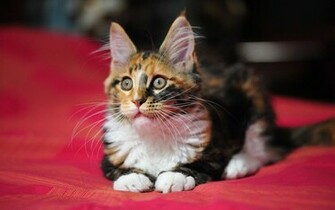 Wallpaper Maine Coon Cat