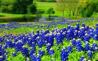 Bluebonnet Desktop Wallpaper HD Background Of Your