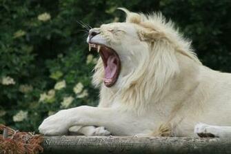 White Lion Roar Wallpaper By Bluehayes2