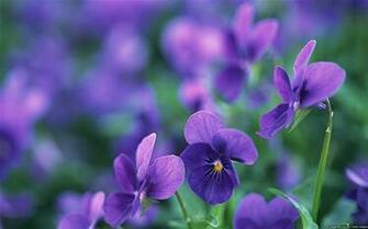 Microsoft Windows HD Desktop Wallpaper List