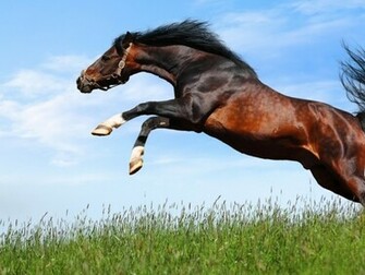 Arabian Horse Wallpaper HD In Animals Imageci