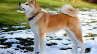 Akita Inu Wallpaper
