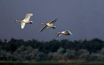 Coders Explore The Collection Birds Swans Swan