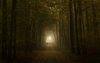 Creepy Forest Spooky Dream HD Wallpaper Widescreen