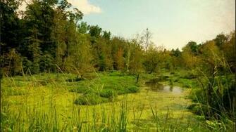 Swamp Computer Wallpaper Desktop Background Id