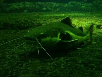85364d1320382967 Catfish Wallpaper Jpg