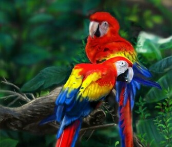 Military Macaw Wallpaper Collective