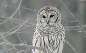 Owl Desktop Background 3d Wallpaper