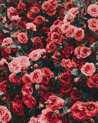 Important Facts That You Should Know About Red Flowers Aesthetic