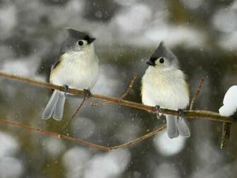 The Most Beautiful And Cutest Animals High Quality Wallpaper