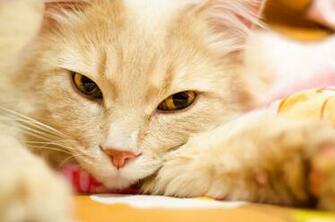 Beautiful Doll Fie Cat HD Wallpaper