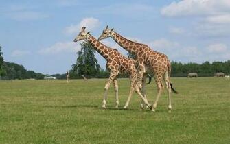 Giraffe Computer Wallpaper Desktop Background Id