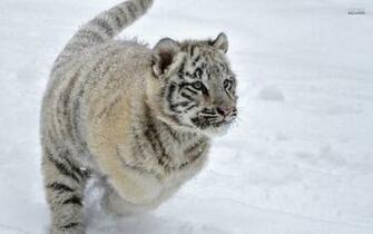 White Tiger Cubs Wallpaper