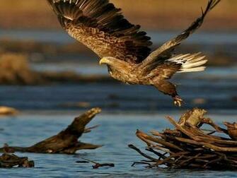 Bird Of Prey Desktop Wallpaper Wallmaya