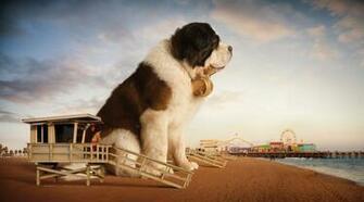 A Giant Saint Bernard Across California The Fox Is Black