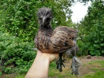 Mini Buckbeak