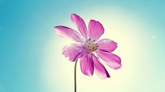 Purple Magenta Flower Wallpaper HD