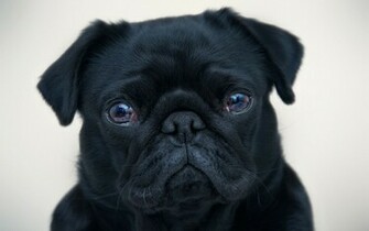 Black Pug Wallpaper