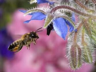 Hovering Honey Bee Wallpaper HD