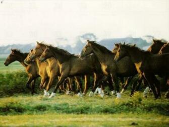 Clydesdale Horses Wallpaper