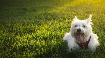 Westie Dog Wallpaper HD