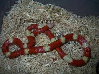 Snakes Wallpaper HD Background Photos Pictures