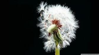 Dandelions Black And White Wallpaper Dandelion