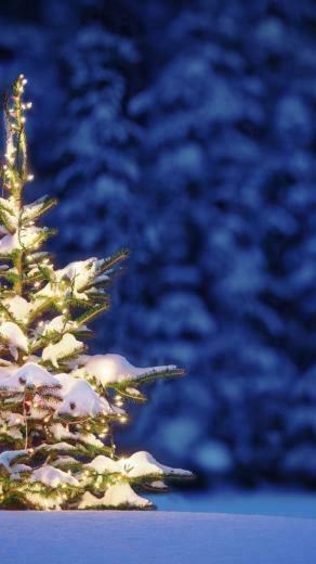 Christmas Tree iPhone Wallpaper Holidays
