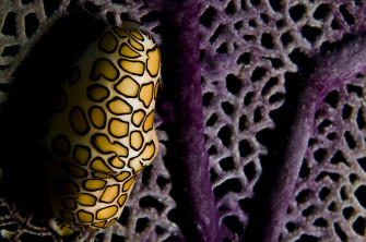 Flamingo Tongue Snail Roatan Coral Polyps Purple