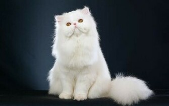 White Persian Cat Wallpaper